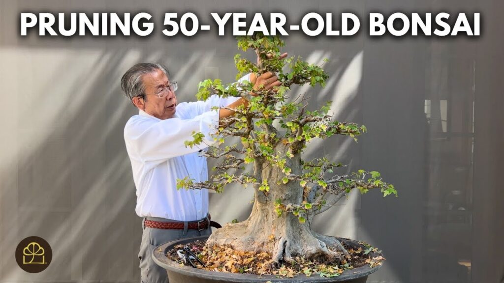 Trident Maple Bonsai Care & Styling: Defoliation, Pruning, and Design