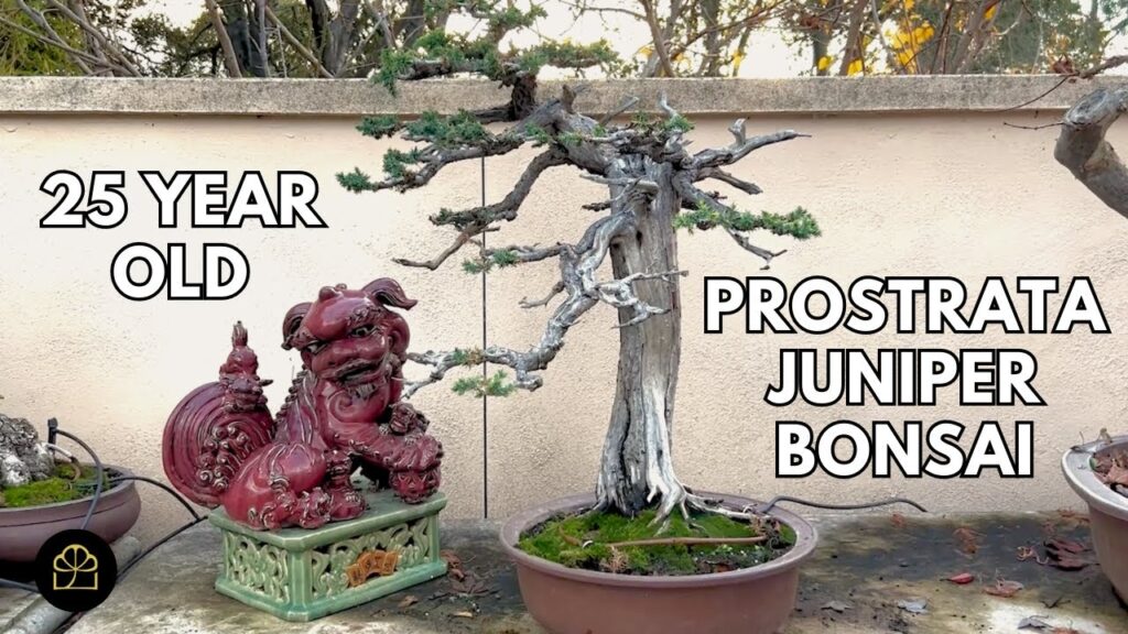 Prostrata Juniper Bonsai: 25-Year Transformation