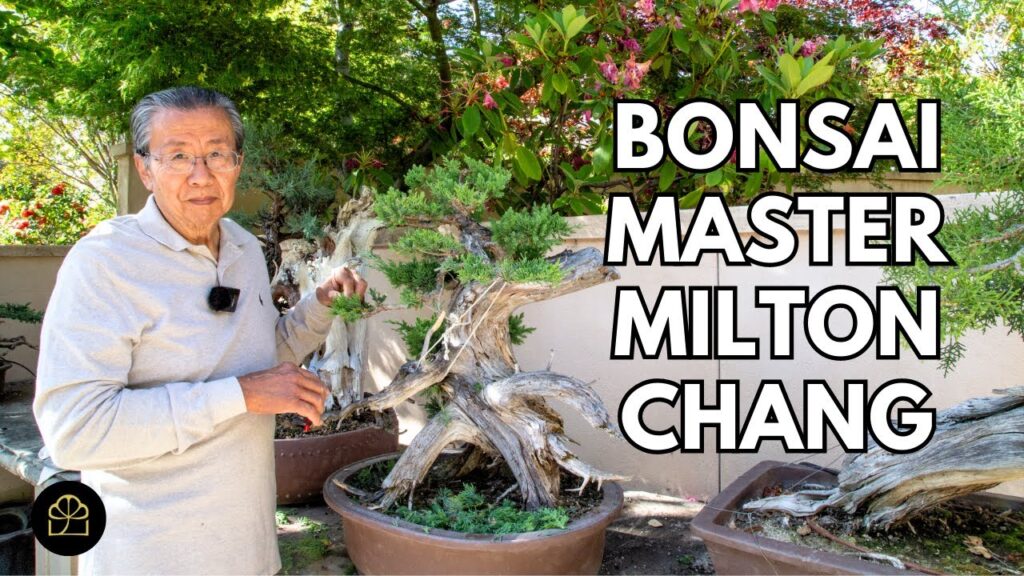 A Master and His Trees: 50 Years of Bonsai with Milton Chang