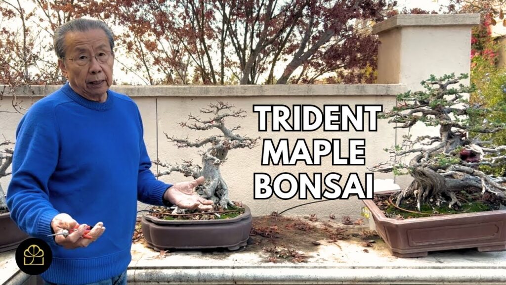 Trident Maple Bonsai: 25-Year Transformation
