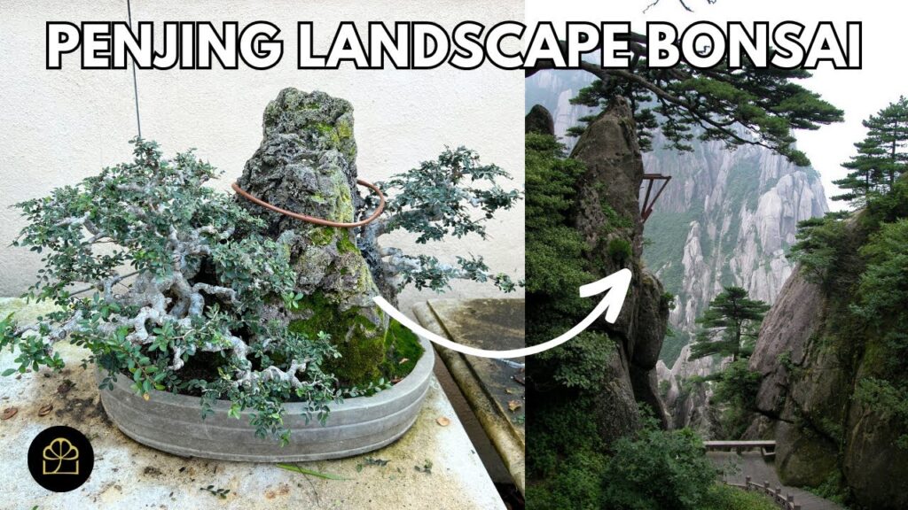 Chinese Elm Bonsai as Living Artwork: Design Inspired by Mountains