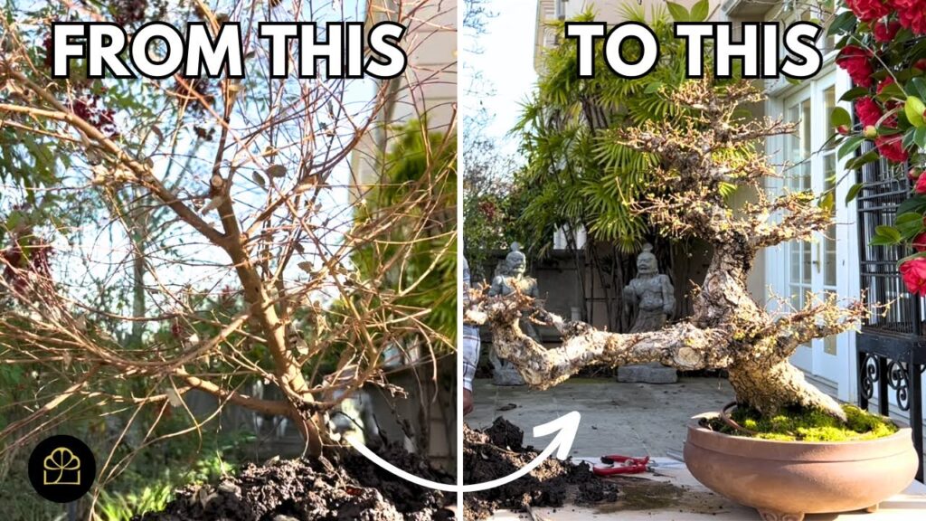 Cascade Bonsai in 5 Minutes: Fast Styling Tutorial