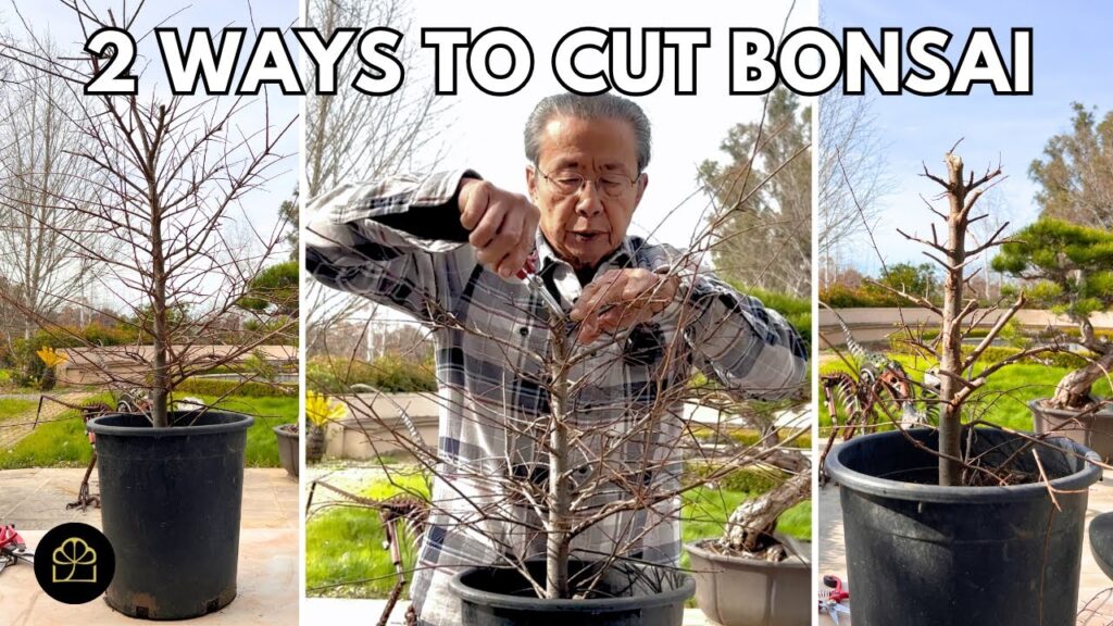 Chinese Elm Bonsai from Nursery Stock: Step-by-Step