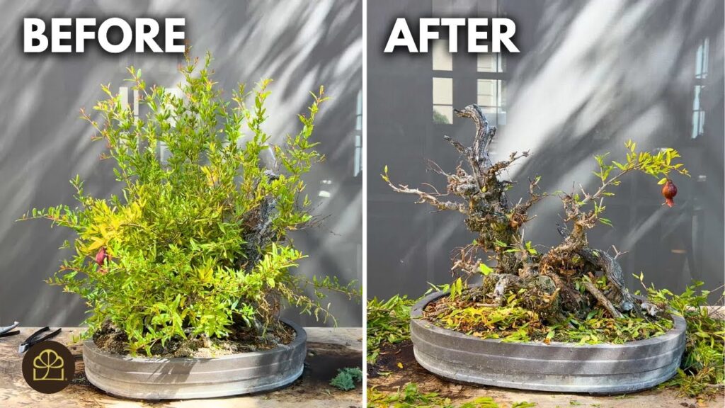 Dwarf Pomegranate Bonsai Care Guide: Watering, Pruning & Repotting