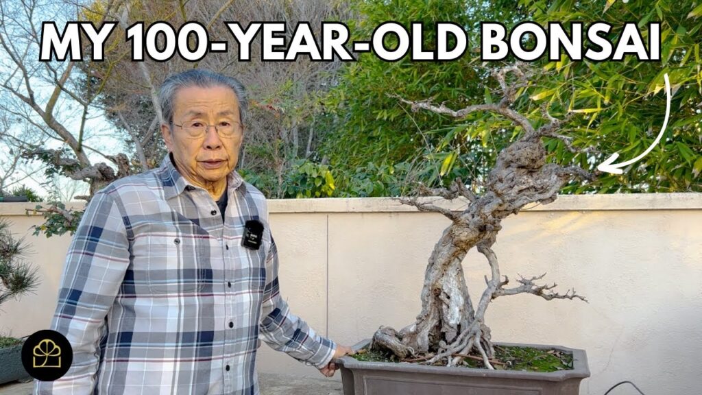 Pomegranate Bonsai: Rare Historical 100+ Year Old Tree