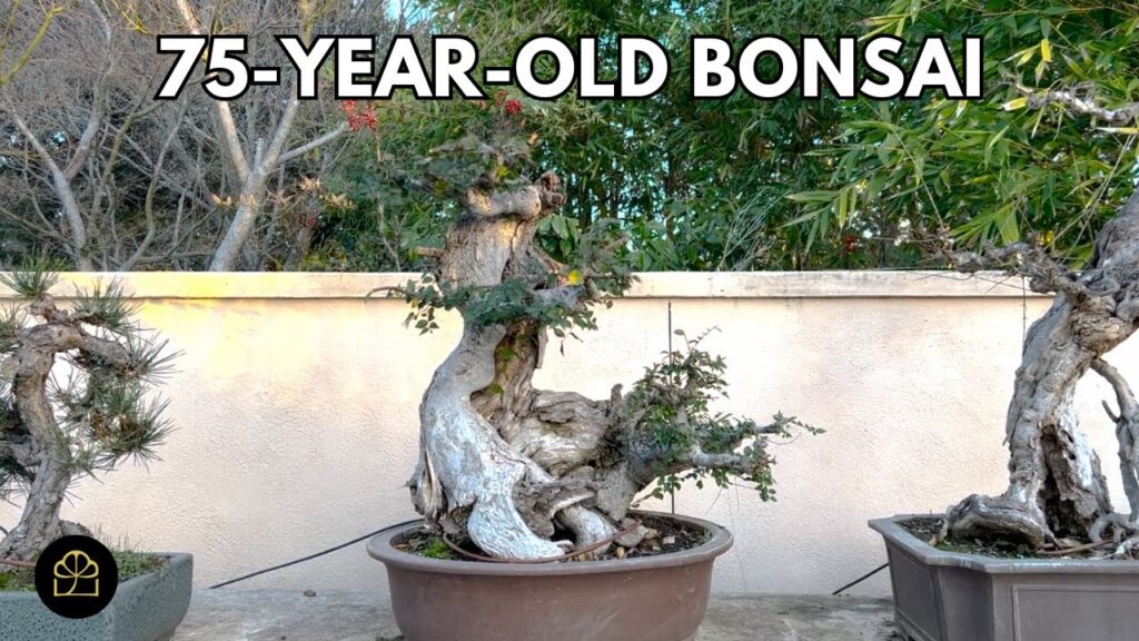 Carrying a 75-Year-Old Bonsai Back from Taiwan (Story + Tour)