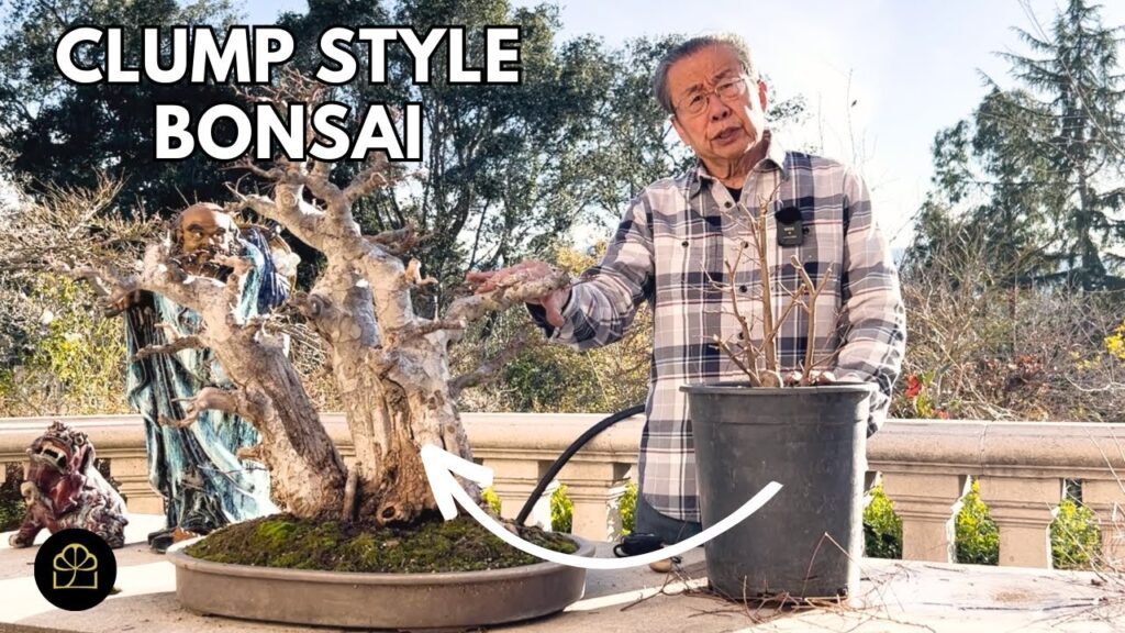 Clump Style Bonsai: How to Create Clump Style Trees