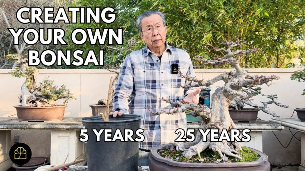 Bonsai Transformation Timeline: 5-Year-Old to 25-Year-Old Tree