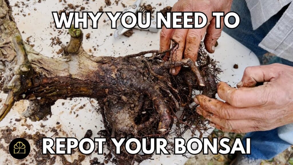 Why Repot Bonsai? The Importance of Repotting Explained