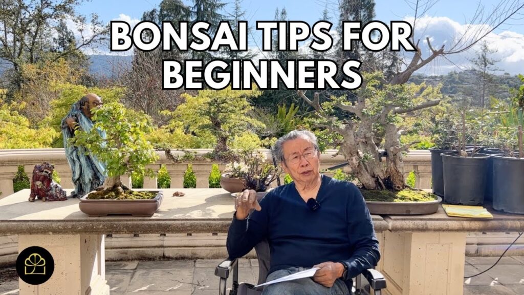 Bonsai Tips for Beginners: Watering, Soil Mix, and Techniques