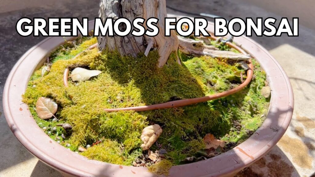 Make Green Moss for Bonsai: Easy Moss Growing Method