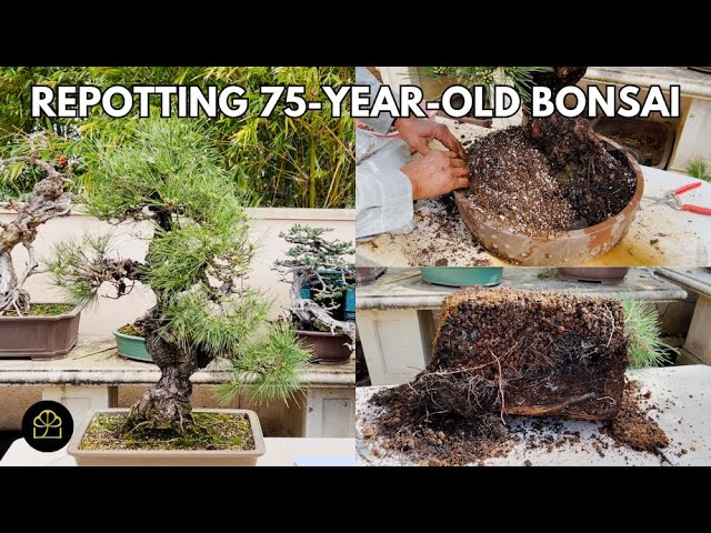 Repotting Japanese Black Pine Bonsai: 75-Year-Old Tree