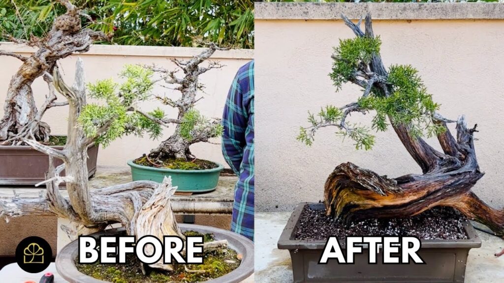 Repotting a 500-Year-Old Bonsai: Step-by-Step