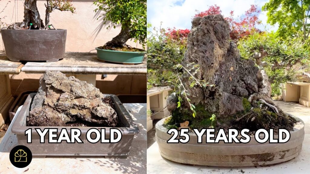 How to Make Your Own Bonsai Show Tree (Step-by-Step)