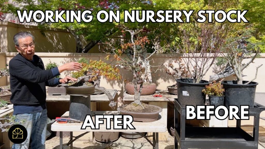 Maple Bonsai Series: Turn Nursery Maples into Bonsai (Fast Method)