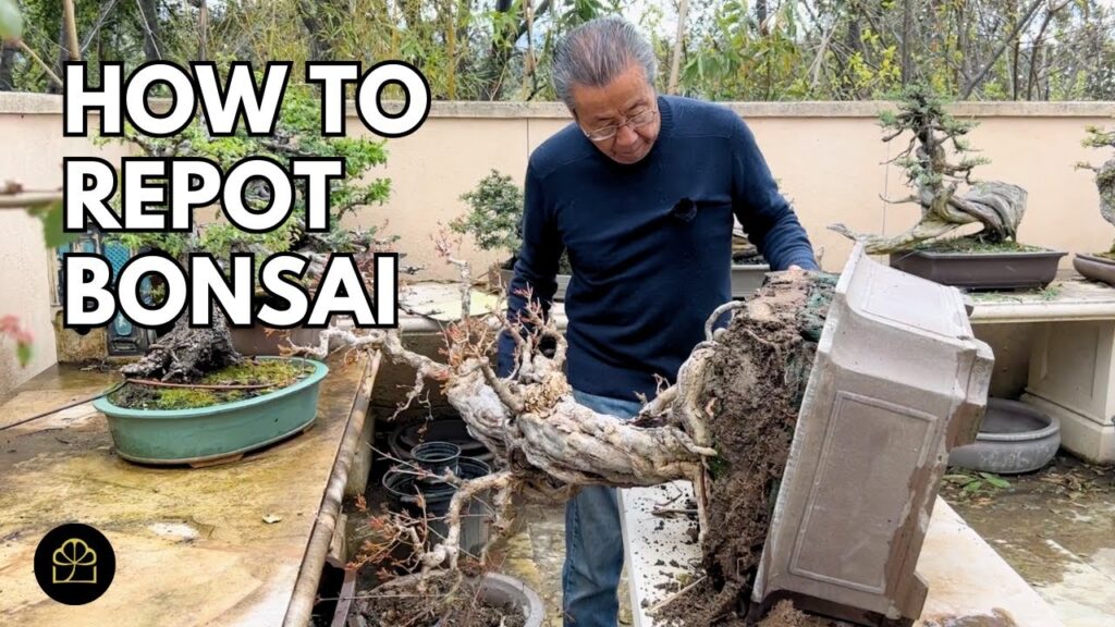 Repotting a 100-Year-Old Bonsai: Step-by-Step