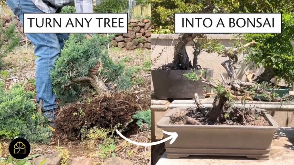 Regular Tree to Bonsai: Full Tutorial + Garden Tour (2023)