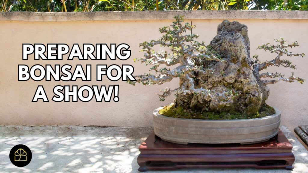Bonsai Show Preparation: Step-by-Step Checklist