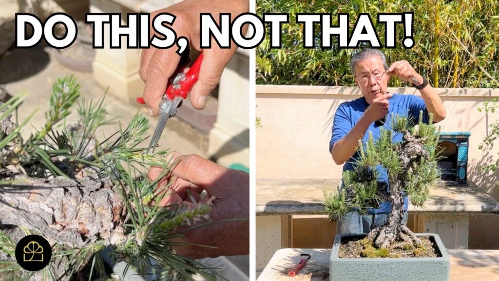 Keep Japanese Black Pine Bonsai Alive and Healthy (Care Guide)