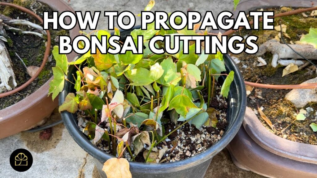 Propagate Bonsai Cuttings in 5 Minutes (Fast Method)
