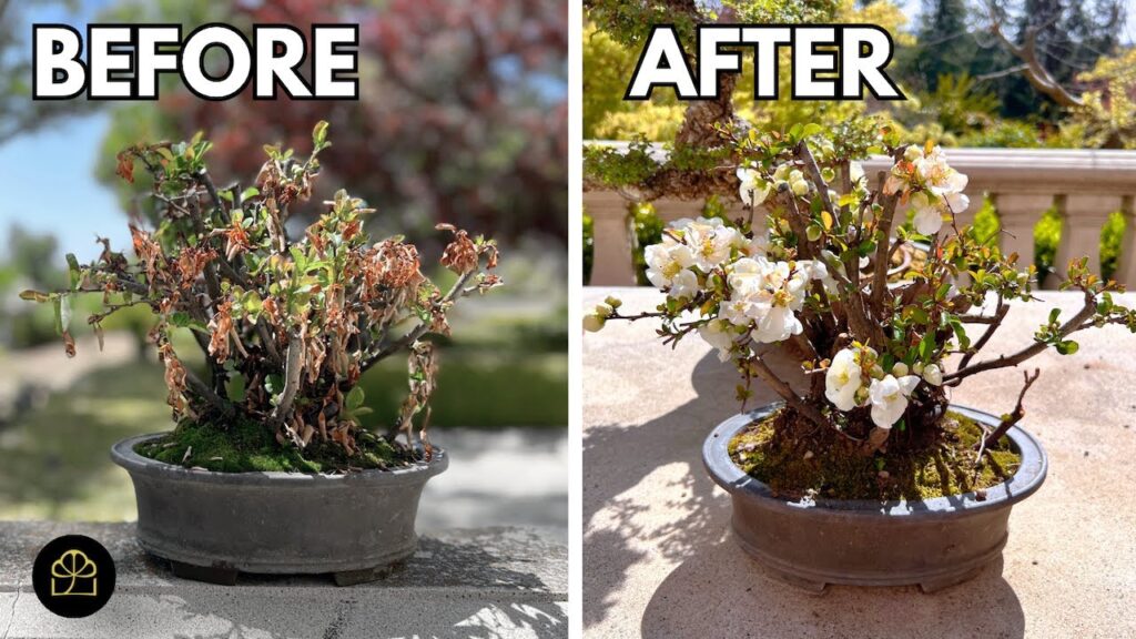 Save a Dying Bonsai: Emergency Rescue Steps