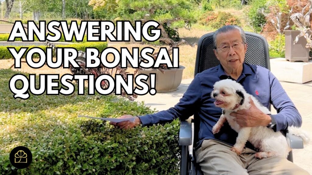Grow a Thick Bonsai Trunk: Q&A + Proven Methods