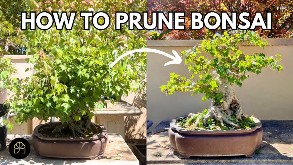 How to Prune a Bonsai Tree (Beginner Refresher)