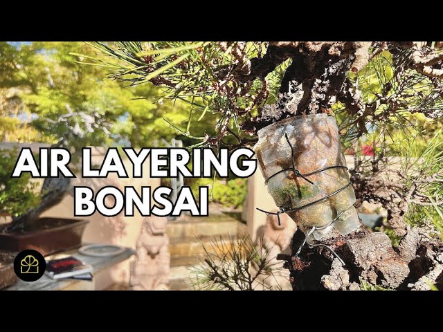 Air Layering Japanese Black Pine Bonsai (Experiment + Results)