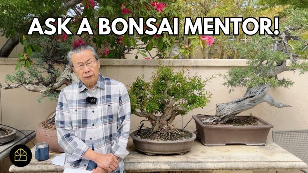 Where to Find Pre-Bonsai + Fertilizing + When to Prune & Repot (Q&A)