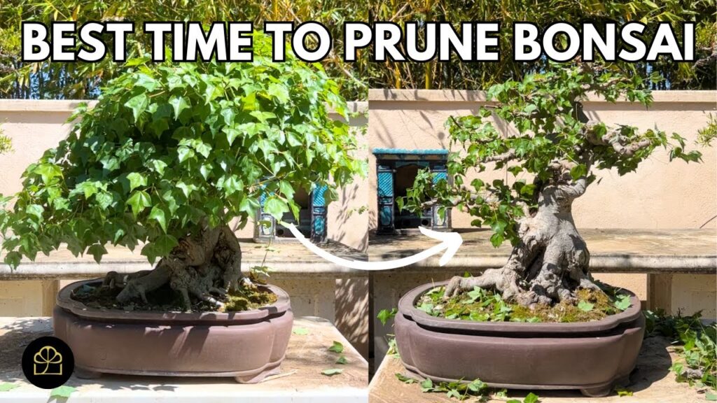 When to Prune + Best Soil Mix + Watering System (Q&A)