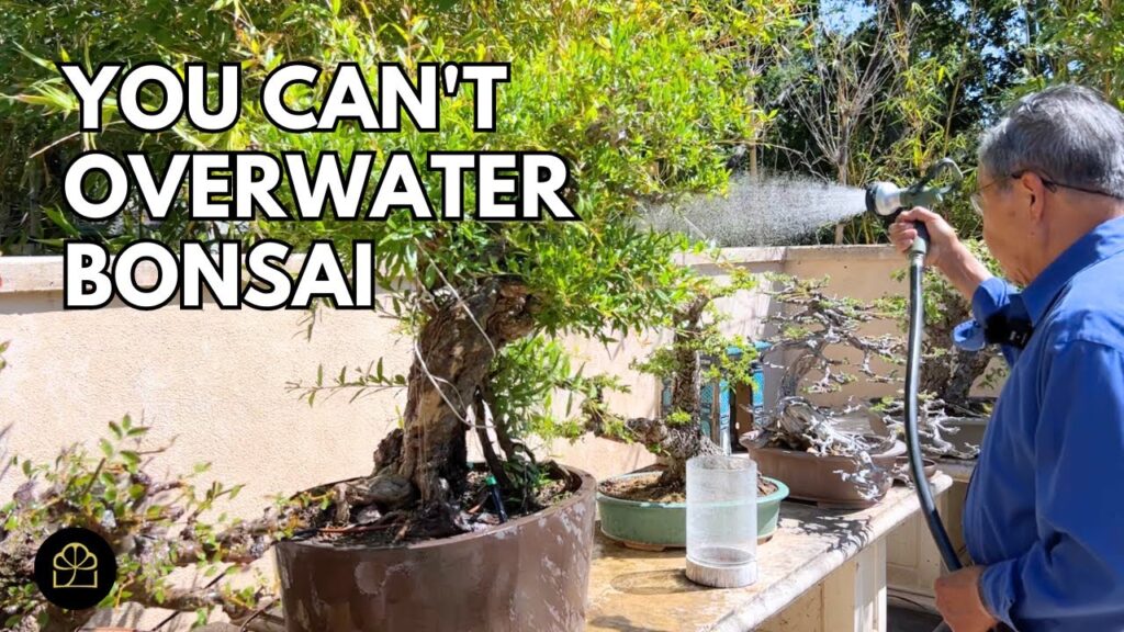 How to Water a Bonsai Tree Without Killing It