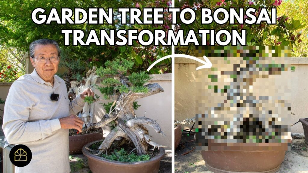 Fast Bonsai Transformation: Garden Tree to Show Bonsai (10 Minutes)
