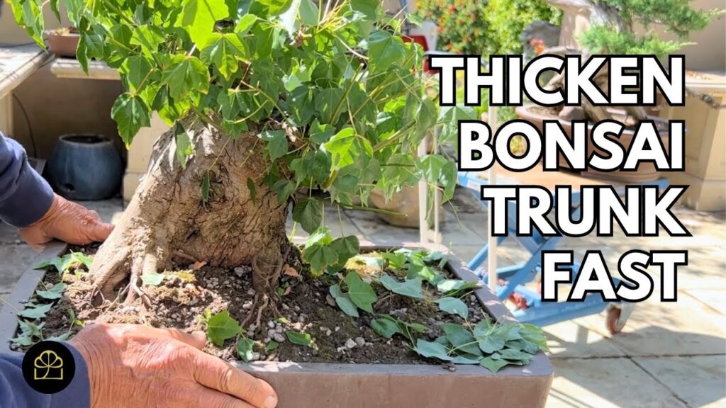 Thickening Bonsai Trunk: How to Cut for Faster Growth