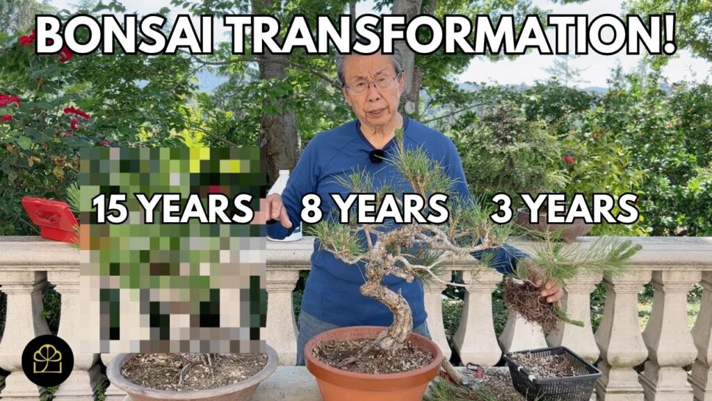 Bonsai Timeline: What Your Bonsai Looks Like in 3, 8, and 15 Years