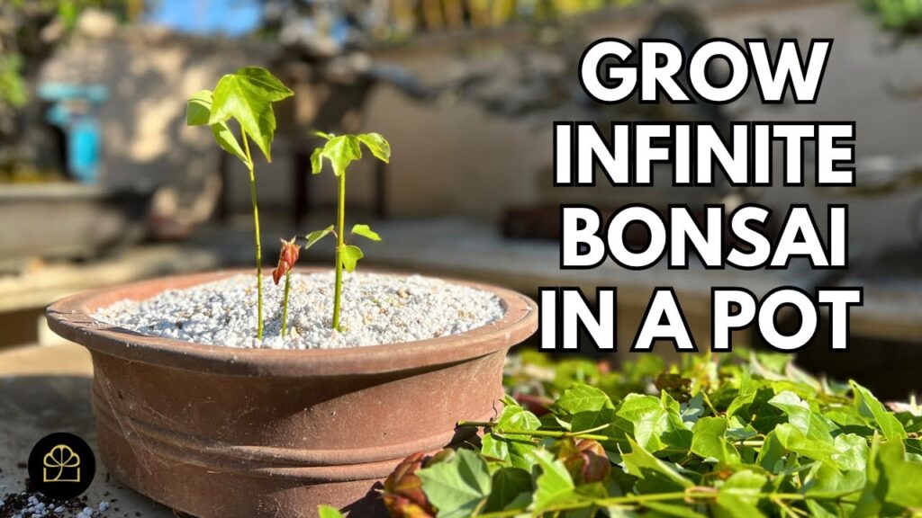 Propagation Forest: Grow Infinite Bonsai from Cuttings