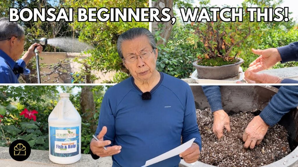 Bonsai Watering, Soil, and Fertilizing: Beginner Guide