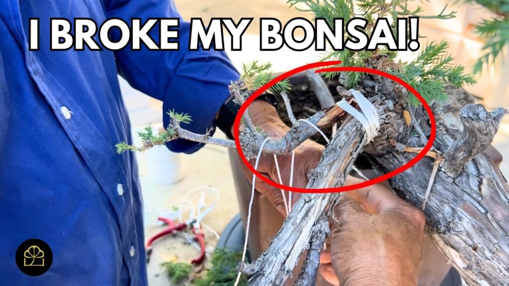Half-Dead Tree to Cascade Bonsai: Full Transformation