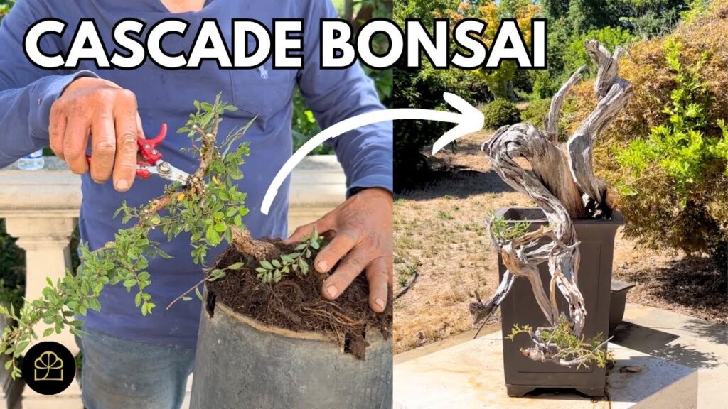 Cascade Bonsai Styles: 3 Cascades + Cascade Bonsai Tour