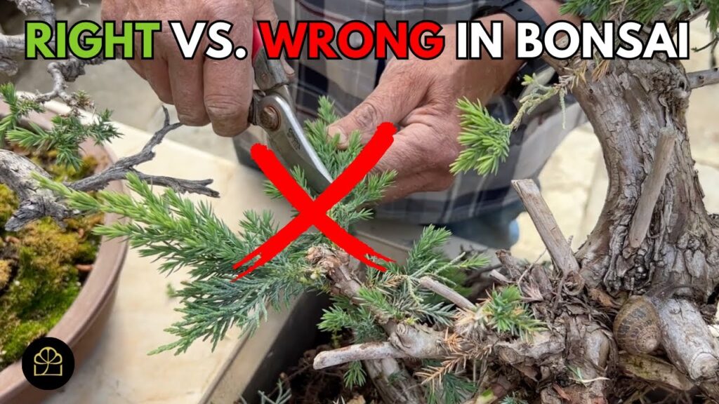Am I Killing My Bonsai? Right vs Wrong in Bonsai (Q&A)