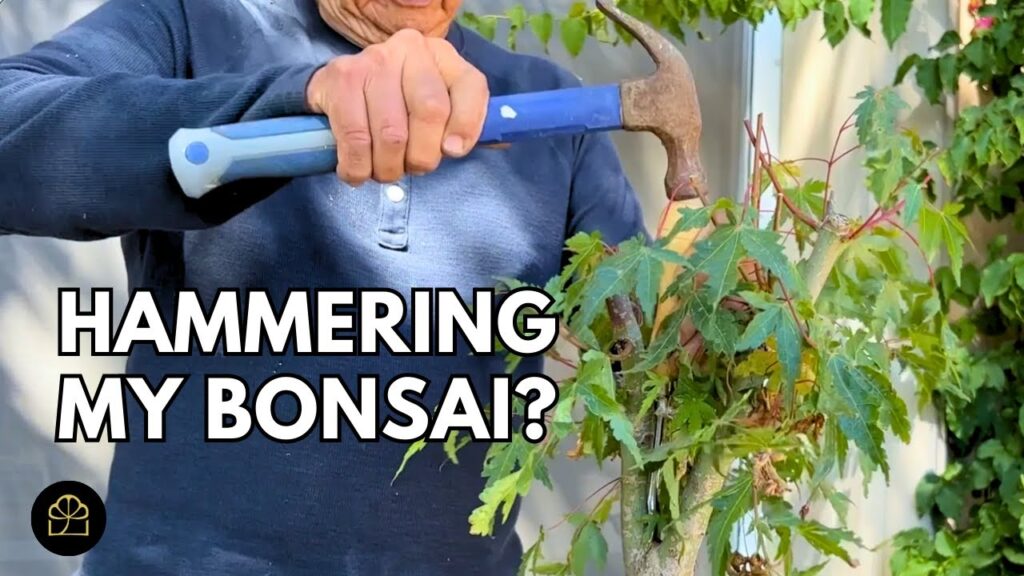 Nursery Maple to Bonsai: Full Transformation