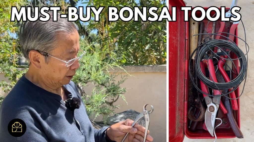 Essential Bonsai Tools + Indoor vs Outdoor + Wiring (Q&A)