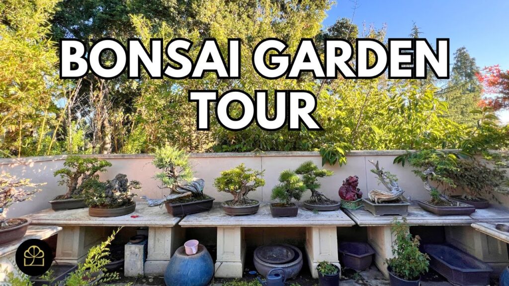 Bonsai Garden Tour: Milton’s Oldest and Best Trees