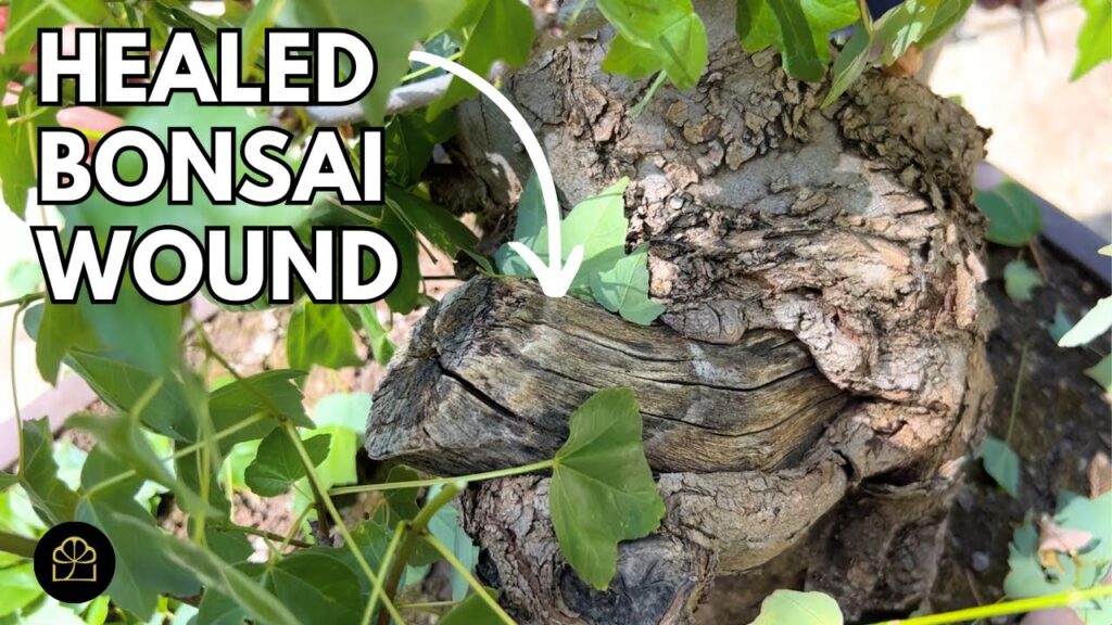 Bonsai Wiring Scars + Bonsai Business Advice (Q&A)