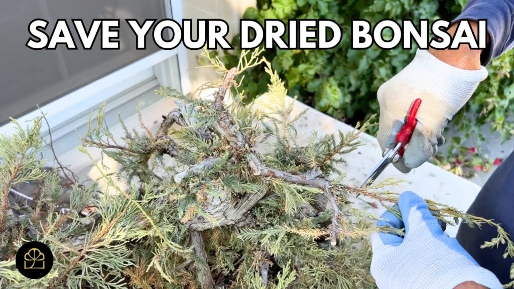 Dried Juniper Bonsai Rescue: Salvage and Recovery Steps
