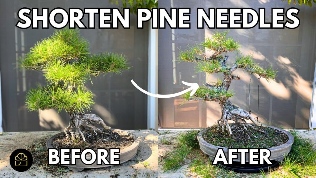 Japanese Black Pine Bonsai Pruning Guide (Needle and Branch Work)