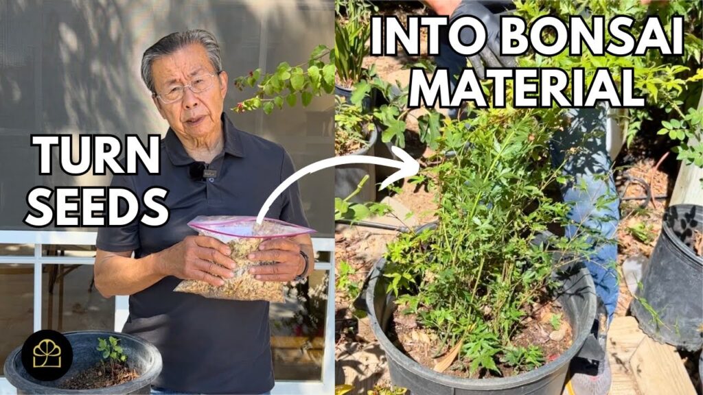 Grow Bonsai from Seeds: How to Collect and Start Seeds