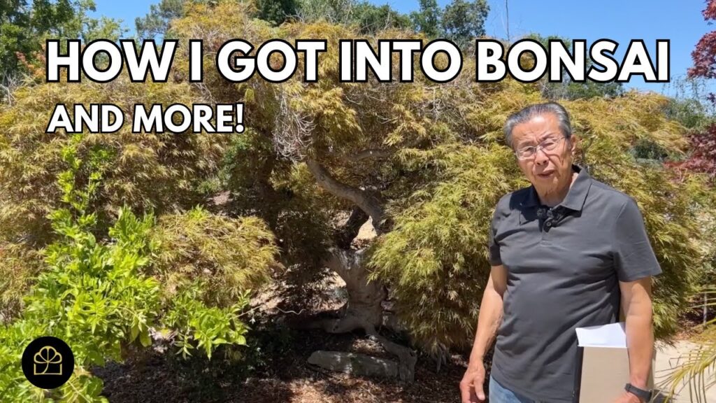 How Milton Got Into Bonsai + How He Got This Giant Tree (Q&A)