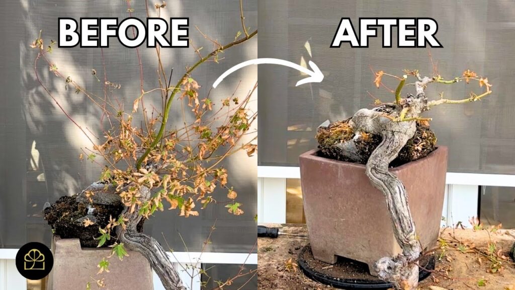 Japanese Maple Cascade Bonsai: Clip & Grow Tutorial
