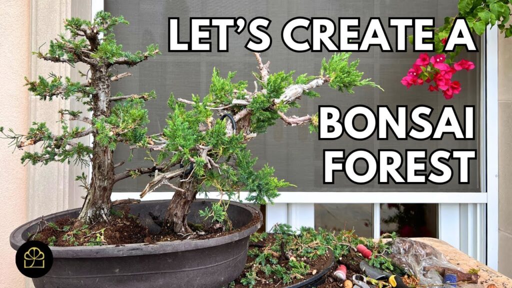 Bonsai Forest Project: Build a Bonsai Forest (Part 1)