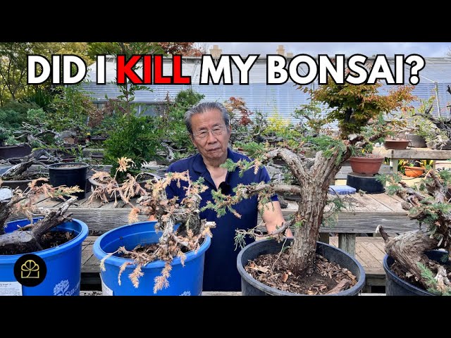 Bonsai Progress Update: Which Trees Survived?